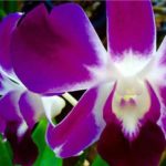 Thai orchids, photos by Luigi Alfieri